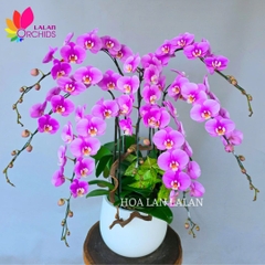 Lan hồ điệp hồng 7 cành sang trọng - LHD943