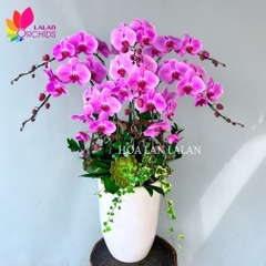 Lan hồ điệp hồng 8 cành - LHD1030