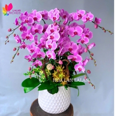 Lan hồ điệp hồng 8 cành - LHD1030