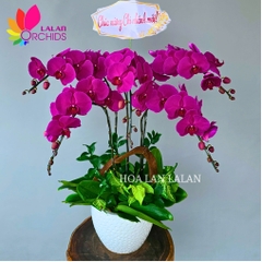 Lan hồ điệp tím 5 cành - LHD1029