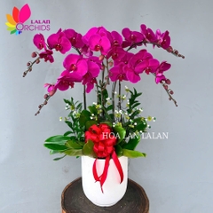 Lan hồ điệp tím 5 cành - LHD1029