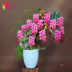 Lan hồ điệp cam đỏ ghép nghệ thuật - LHD1286