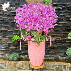 Lan hồ điệp hồng đột biến sang trọng - LHD1170