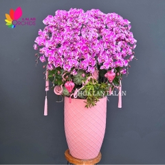 Lan hồ điệp hồng đột biến sang trọng - LHD1170