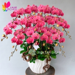 Lan hồ điệp màu cam đỏ - LHD1117