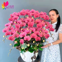 Lan hồ điệp màu cam đỏ - LHD1117
