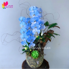 Lan hồ điệp màu xanh dương 2 cành - LHD1000