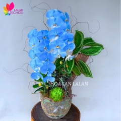 Lan hồ điệp màu xanh dương 2 cành - LHD1000