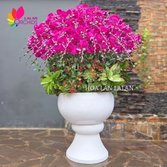 Lan hồ điệp tím hoàng gia 50 cành cao cấp - LHD1182