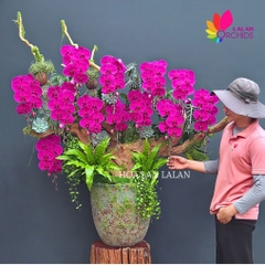 Lan hồ điệp tím gỗ lũa ghép chậu nghệ thuật - LHD1190