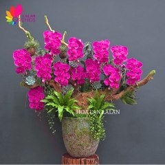 Lan hồ điệp tím gỗ lũa ghép chậu nghệ thuật - LHD1190