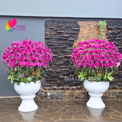 Lan hồ điệp tím hoàng gia 50 cành cao cấp - LHD1182