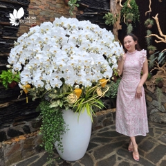 Lan hồ điệp trắng đẹp sang trọng - LHD1189