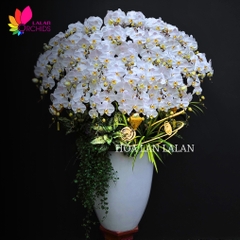 Lan hồ điệp trắng đẹp sang trọng - LHD1189