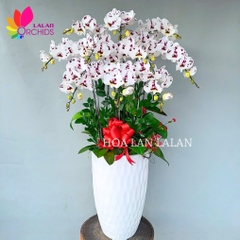 Lan hồ điệp trắng đốm tím - LHD1156
