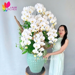 Lan hồ điệp trắng ghép nghệ thuật - LHD1090