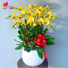 Lan hồ điệp vàng 10 cành - LHD1144