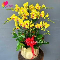 Lan hồ điệp vàng 10 cành - LHD1144