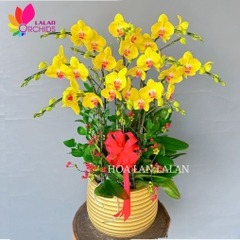 Lan hồ điệp vàng 10 cành - LHD1144