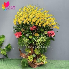 Lan hồ điệp vàng kim giáp ghép lũa - LHD1089
