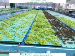 ECO AQUAPONIC - Xốp trồng rau thủy canh