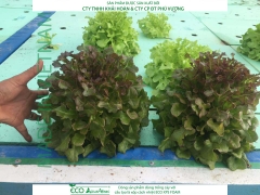 ECO AQUAPONIC - Xốp trồng rau thủy canh