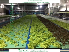 ECO AQUAPONIC - Xốp trồng rau thủy canh