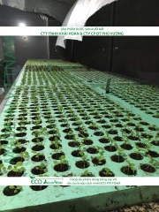 ECO AQUAPONIC - Xốp trồng rau thủy canh