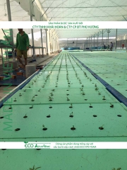 ECO AQUAPONIC - Xốp trồng rau thủy canh