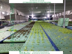 ECO AQUAPONIC - Xốp trồng rau thủy canh