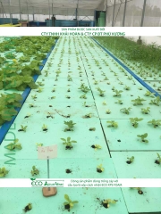 ECO AQUAPONIC - Xốp trồng rau thủy canh