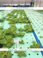 ECO AQUAPONIC - Xốp trồng rau thủy canh