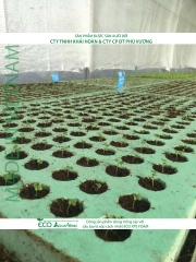 ECO AQUAPONIC - Xốp trồng rau thủy canh