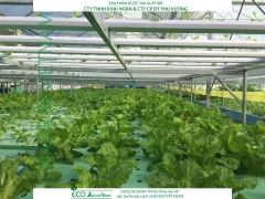 ECO AQUAPONIC - Xốp trồng rau thủy canh