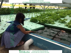 ECO AQUAPONIC - Xốp trồng rau thủy canh