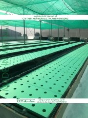 ECO AQUAPONIC - Xốp trồng rau thủy canh