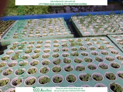 ECO AQUAPONIC - Xốp trồng rau thủy canh