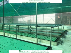 ECO AQUAPONIC - Xốp trồng rau thủy canh