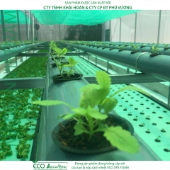 ECO AQUAPONIC - Xốp trồng rau thủy canh