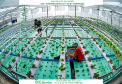 ECO AQUAPONIC - Xốp trồng rau thủy canh