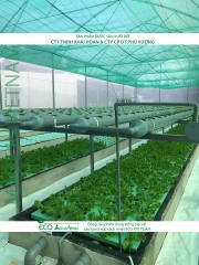 ECO AQUAPONIC - Xốp trồng rau thủy canh