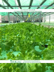 ECO AQUAPONIC - Xốp trồng rau thủy canh