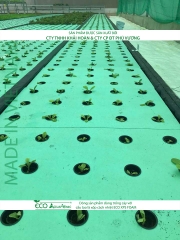 ECO AQUAPONIC - Xốp trồng rau thủy canh