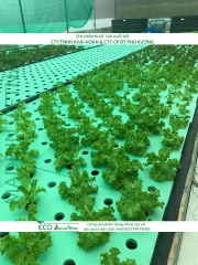 ECO AQUAPONIC - Xốp trồng rau thủy canh