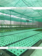 ECO AQUAPONIC - Xốp trồng rau thủy canh