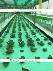 ECO AQUAPONIC - Xốp trồng rau thủy canh