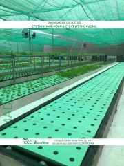 ECO AQUAPONIC - Xốp trồng rau thủy canh