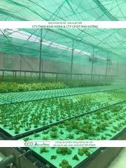 ECO AQUAPONIC - Xốp trồng rau thủy canh