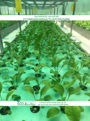 ECO AQUAPONIC - Xốp trồng rau thủy canh