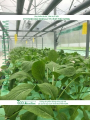 ECO AQUAPONIC - Xốp trồng rau thủy canh